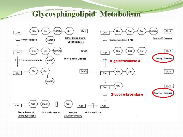Glycosphingolipid Metabolism α-galactosidase A Glucocerbrosidase 