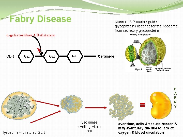 Fabry Disease Mannose 6 -P marker guides glycoproteins destined for the lysosome from secretory