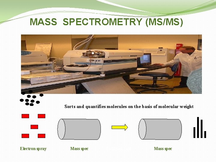 MASS SPECTROMETRY (MS/MS) Sorts and quantifies molecules on the basis of molecular weight Electron