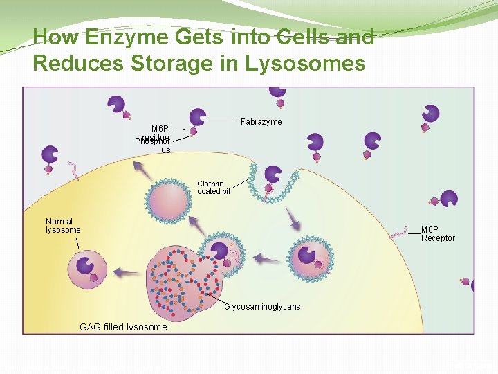 How Enzyme Gets into Cells and Reduces Storage in Lysosomes Fabrazyme M 6 P