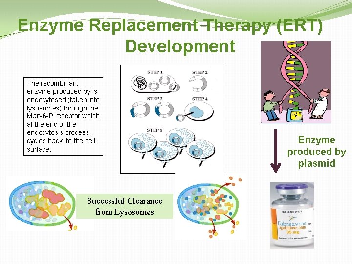 Enzyme Replacement Therapy (ERT) Development The recombinant enzyme produced by is endocytosed (taken into