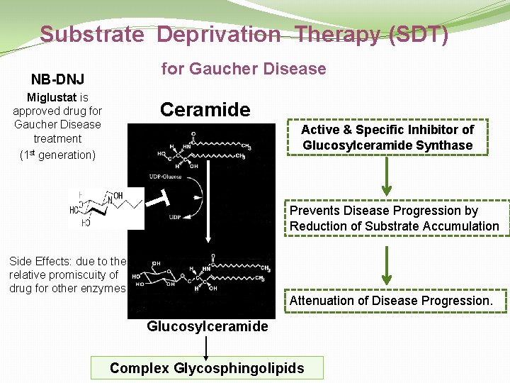 Substrate Deprivation Therapy (SDT) for Gaucher Disease NB-DNJ Miglustat is approved drug for Gaucher