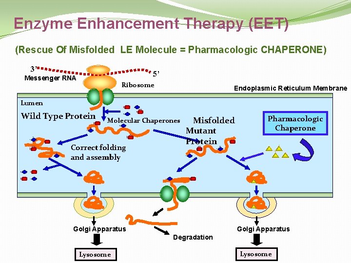 Enzyme Enhancement Therapy (EET) (Rescue Of Misfolded LE Molecule = Pharmacologic CHAPERONE) 3’ 5’