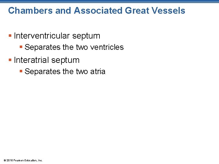 Chambers and Associated Great Vessels § Interventricular septum § Separates the two ventricles § Chambers and Associated Great Vessels § Interventricular septum § Separates the two ventricles §