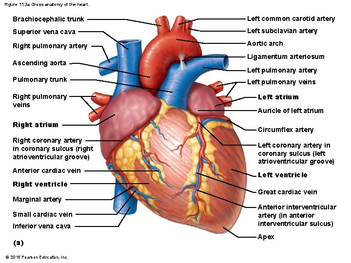 Figure 11. 3 a Gross anatomy of the heart. Brachiocephalic trunk Left common carotid Figure 11. 3 a Gross anatomy of the heart. Brachiocephalic trunk Left common carotid