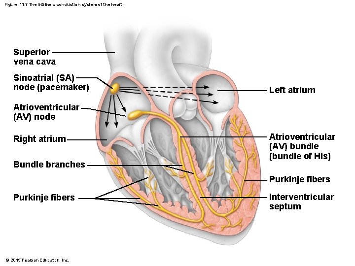 Figure 11. 7 The intrinsic conduction system of the heart. Superior vena cava Sinoatrial Figure 11. 7 The intrinsic conduction system of the heart. Superior vena cava Sinoatrial
