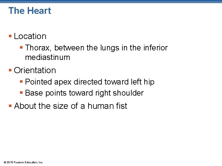 The Heart § Location § Thorax, between the lungs in the inferior mediastinum § The Heart § Location § Thorax, between the lungs in the inferior mediastinum §