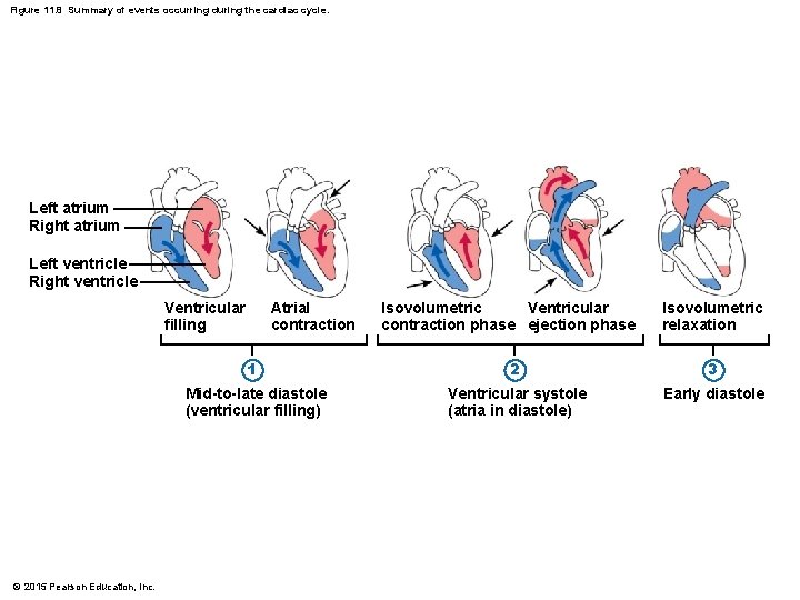 Figure 11. 8 Summary of events occurring during the cardiac cycle. Left atrium Right