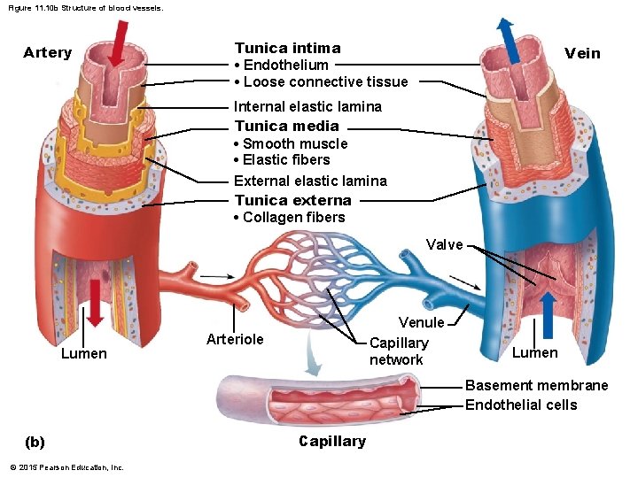 Figure 11. 10 b Structure of blood vessels. Artery Tunica intima • Endothelium •