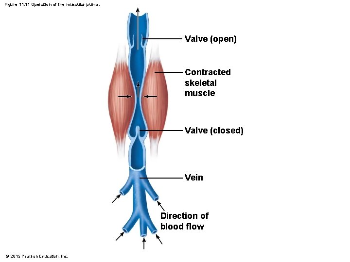 Figure 11. 11 Operation of the muscular pump. Valve (open) Contracted skeletal muscle Valve Figure 11. 11 Operation of the muscular pump. Valve (open) Contracted skeletal muscle Valve