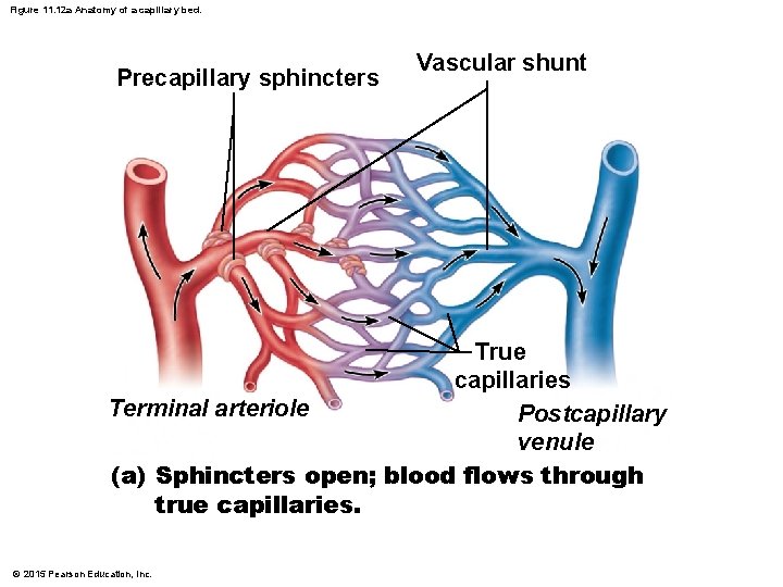 Figure 11. 12 a Anatomy of a capillary bed. Precapillary sphincters Vascular shunt True Figure 11. 12 a Anatomy of a capillary bed. Precapillary sphincters Vascular shunt True