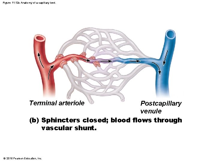 Figure 11. 12 b Anatomy of a capillary bed. Terminal arteriole Postcapillary venule (b) Figure 11. 12 b Anatomy of a capillary bed. Terminal arteriole Postcapillary venule (b)