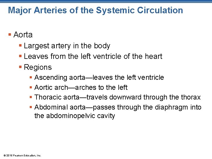 Major Arteries of the Systemic Circulation § Aorta § Largest artery in the body Major Arteries of the Systemic Circulation § Aorta § Largest artery in the body