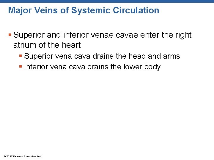 Major Veins of Systemic Circulation § Superior and inferior venae cavae enter the right