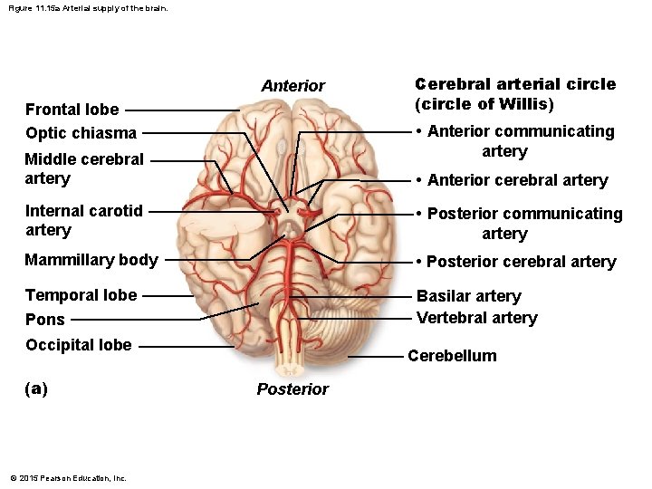 Figure 11. 15 a Arterial supply of the brain. Anterior Frontal lobe Optic chiasma