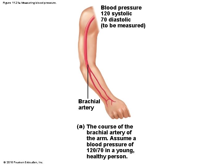 Figure 11. 21 a Measuring blood pressure. Blood pressure 120 systolic 70 diastolic (to