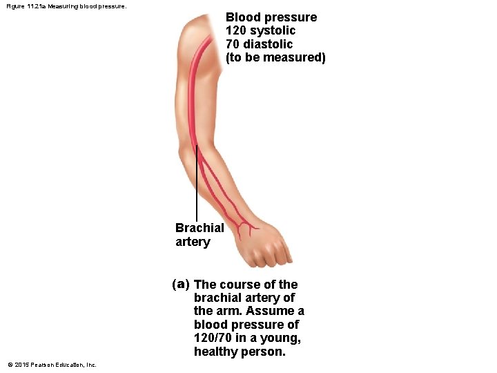 Figure 11. 21 a Measuring blood pressure. Blood pressure 120 systolic 70 diastolic (to Figure 11. 21 a Measuring blood pressure. Blood pressure 120 systolic 70 diastolic (to