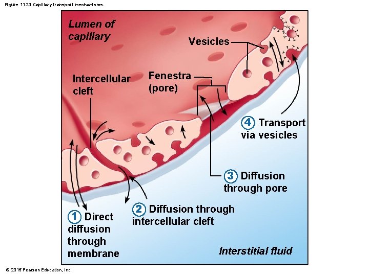 Figure 11. 23 Capillary transport mechanisms. Lumen of capillary Intercellular cleft Vesicles Fenestra (pore)