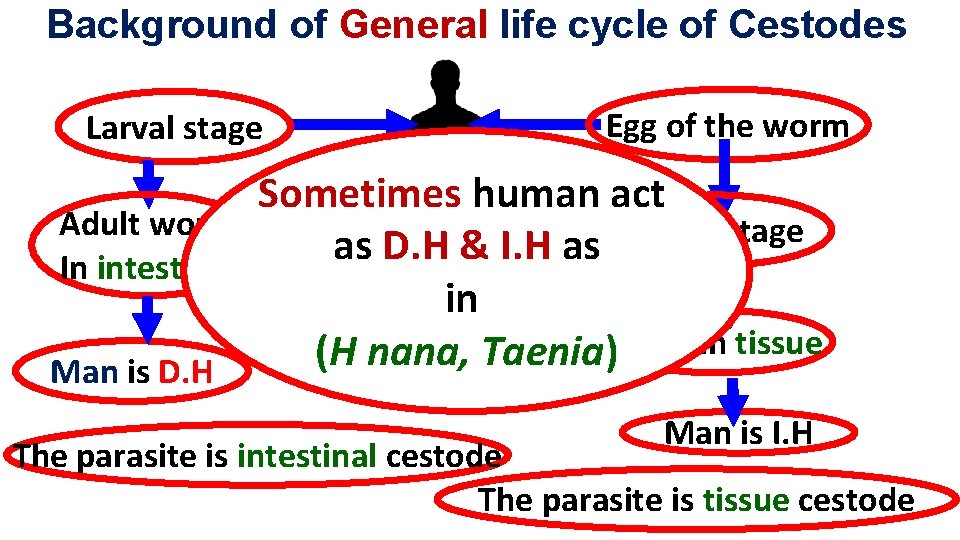 Background of General life cycle of Cestodes Larval stage Egg of the worm Sometimes