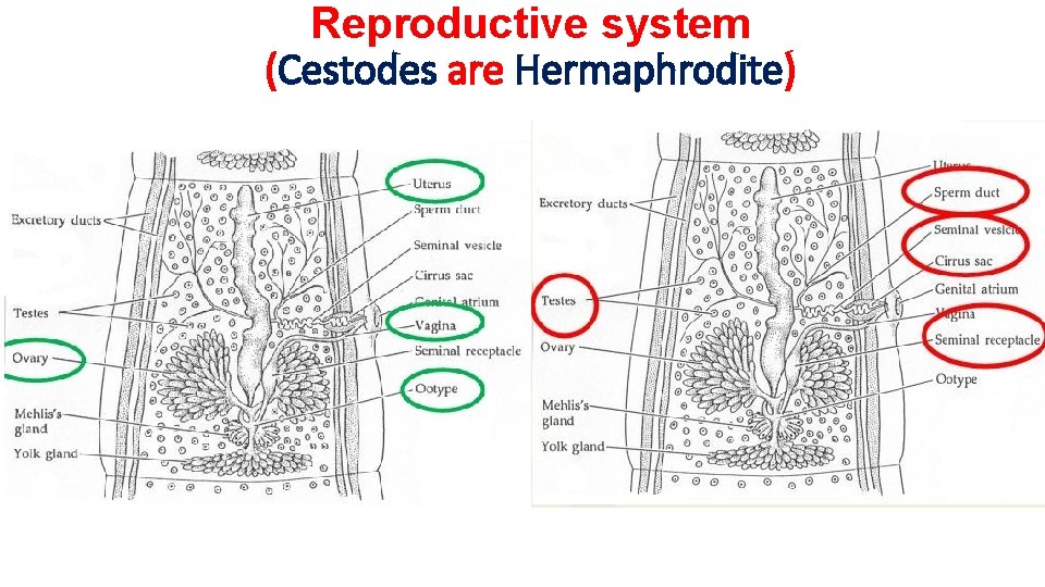 Reproductive system (Cestodes are Hermaphrodite) 