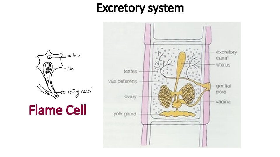Excretory system Flame Cell 