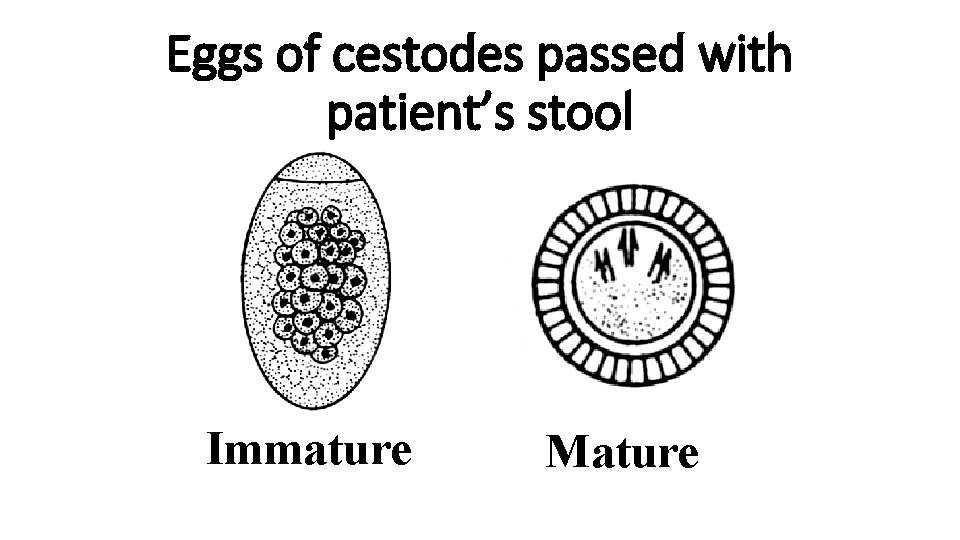 Eggs of cestodes passed with patient’s stool Immature Mature 