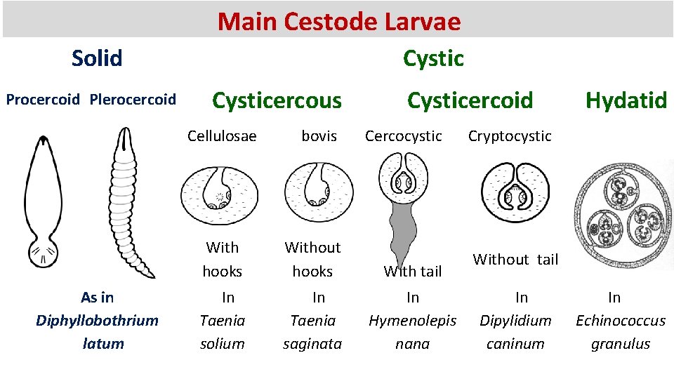 Main Cestode Larvae Solid Procercoid Plerocercoid Cysticercous Cellulosae bovis Cysticercoid Cercocystic Hydatid Cryptocystic As