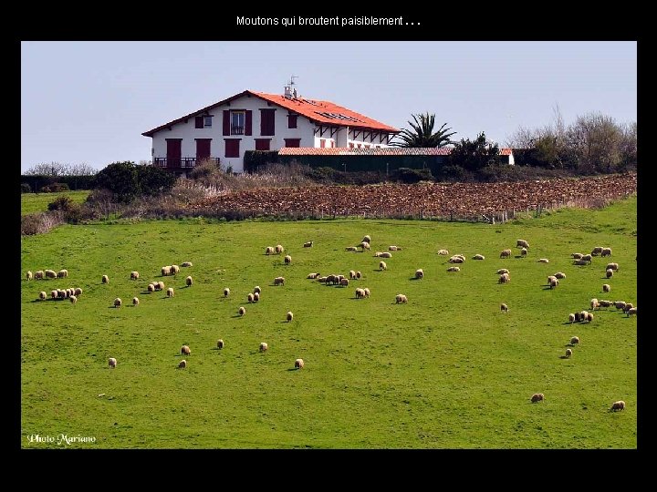 Moutons qui broutent paisiblement. . . 