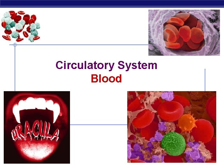 Circulatory System Blood Regents Biology 2008 -2009 