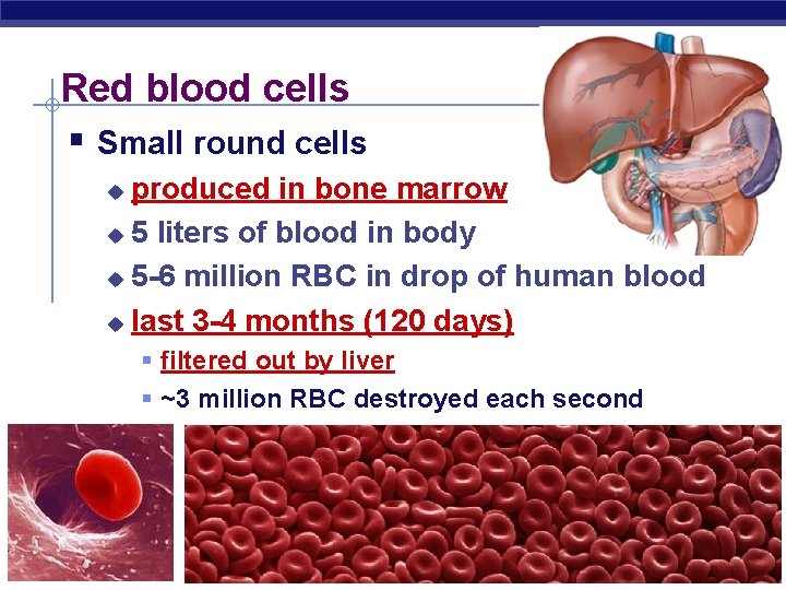Red blood cells § Small round cells produced in bone marrow u 5 liters