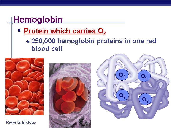 Hemoglobin § Protein which carries O 2 u 250, 000 hemoglobin proteins in one
