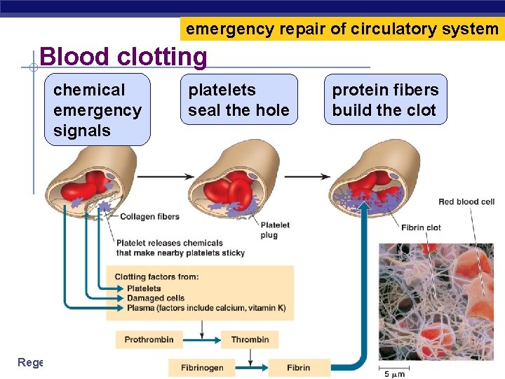 emergency repair of circulatory system Blood clotting chemical emergency signals Regents Biology platelets seal