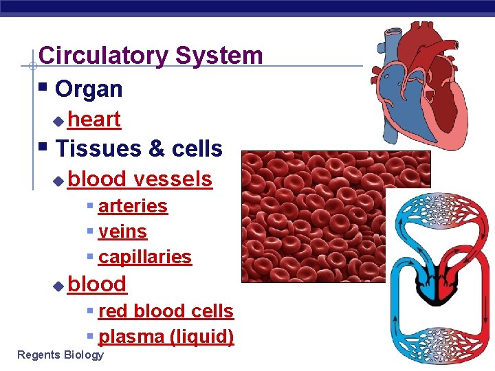 Circulatory System § Organ u heart § Tissues & cells u blood vessels §