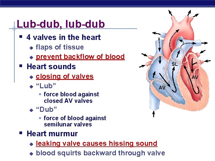 Lub-dub, lub-dub § 4 valves in the heart u u flaps of tissue prevent