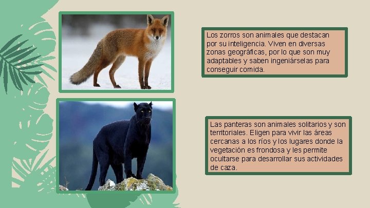 Los zorros son animales que destacan por su inteligencia. Viven en diversas zonas geográficas,