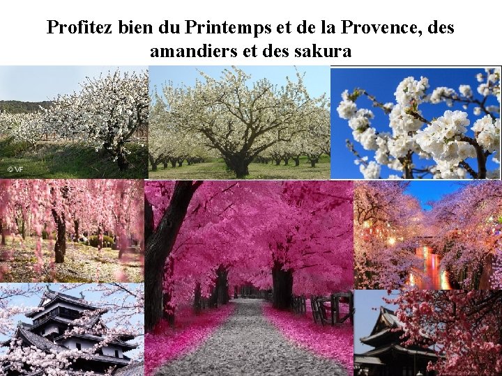 Profitez bien du Printemps et de la Provence, des amandiers et des sakura 