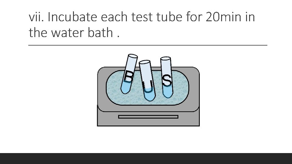 vii. Incubate each test tube for 20 min in the water bath. B S