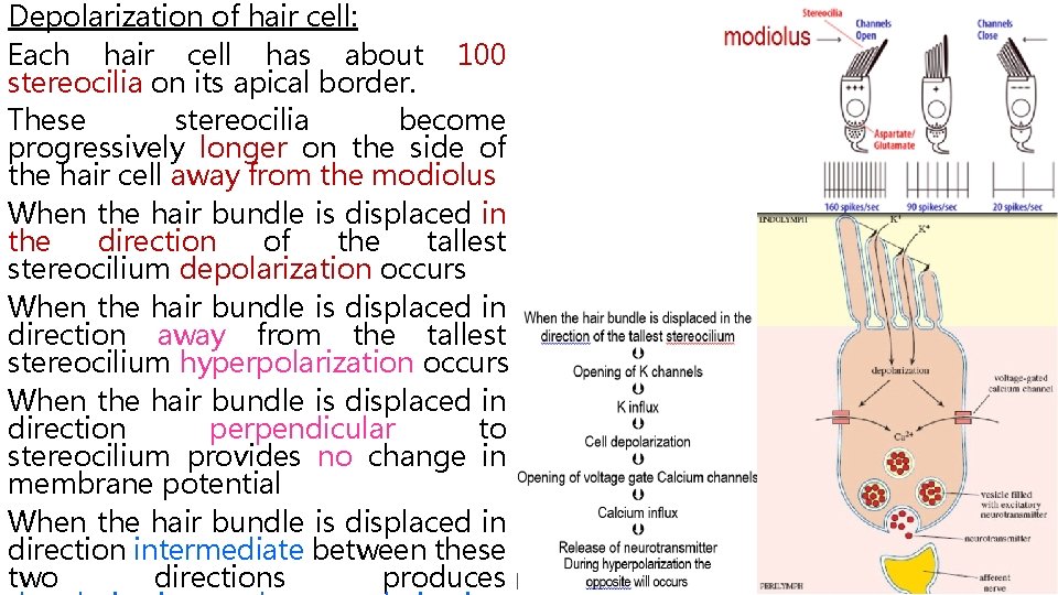 Depolarization of hair cell: Each hair cell has about 100 stereocilia on its apical