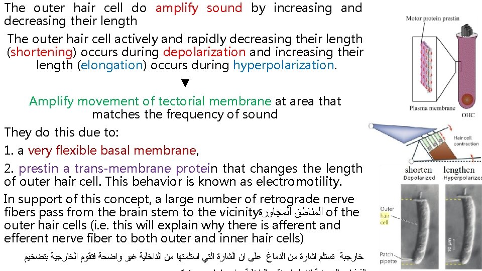 The outer hair cell do amplify sound by increasing and decreasing their length The