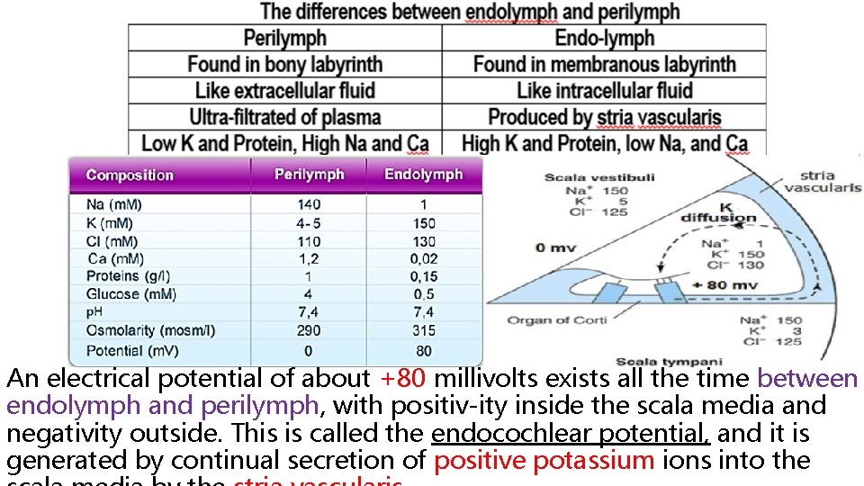 An electrical potential of about +80 millivolts exists all the time between endolymph and