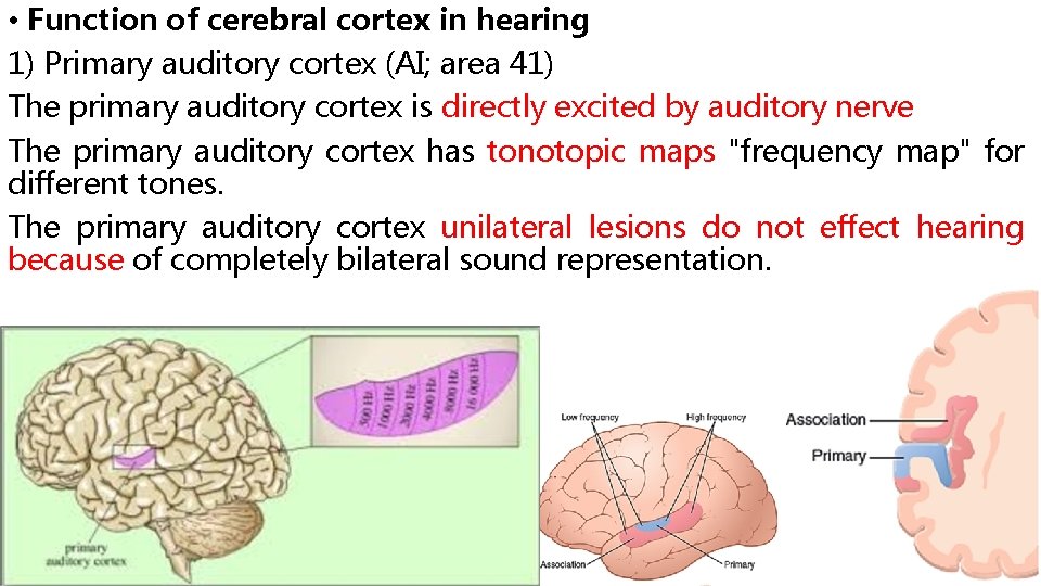 • Function of cerebral cortex in hearing 1) Primary auditory cortex (AI; area