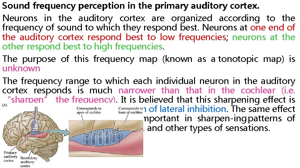 Sound frequency perception in the primary auditory cortex. Neurons in the auditory cortex are
