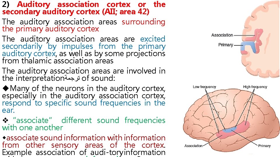 2) Auditory association cortex or the secondary auditory cortex (AII; area 42) The auditory