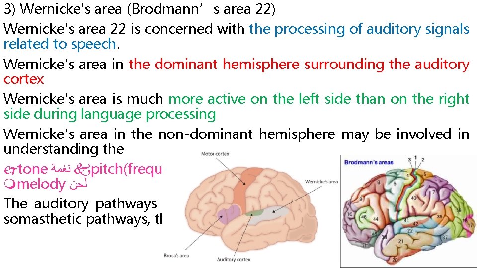 3) Wernicke's area (Brodmann’s area 22) Wernicke's area 22 is concerned with the processing
