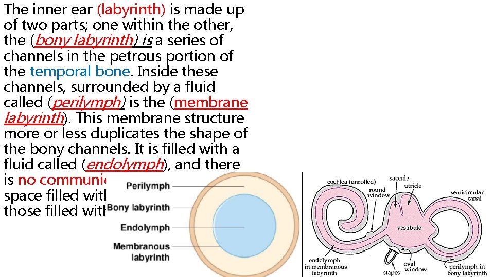 The inner ear (labyrinth) is made up of two parts; one within the other,