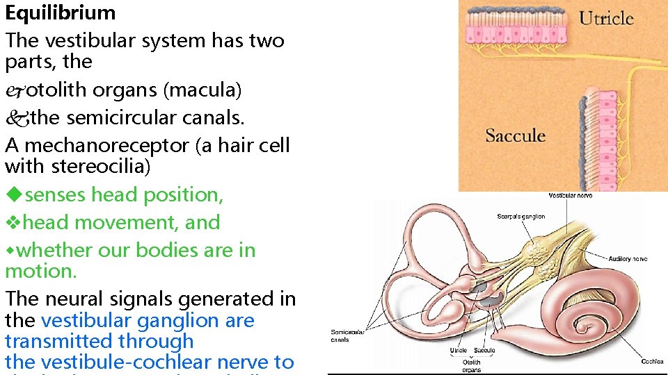 Equilibrium The vestibular system has two parts, the otolith organs (macula) the semicircular canals.