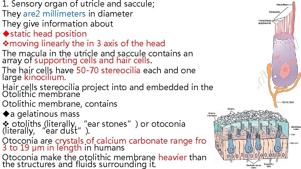 1. Sensory organ of utricle and saccule; They are 2 millimeters in diameter They