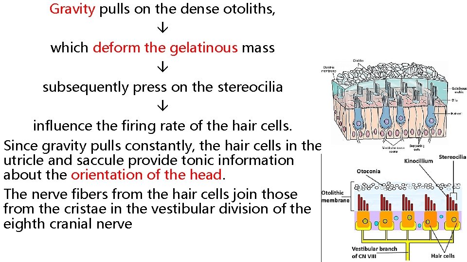 Gravity pulls on the dense otoliths, which deform the gelatinous mass subsequently press on