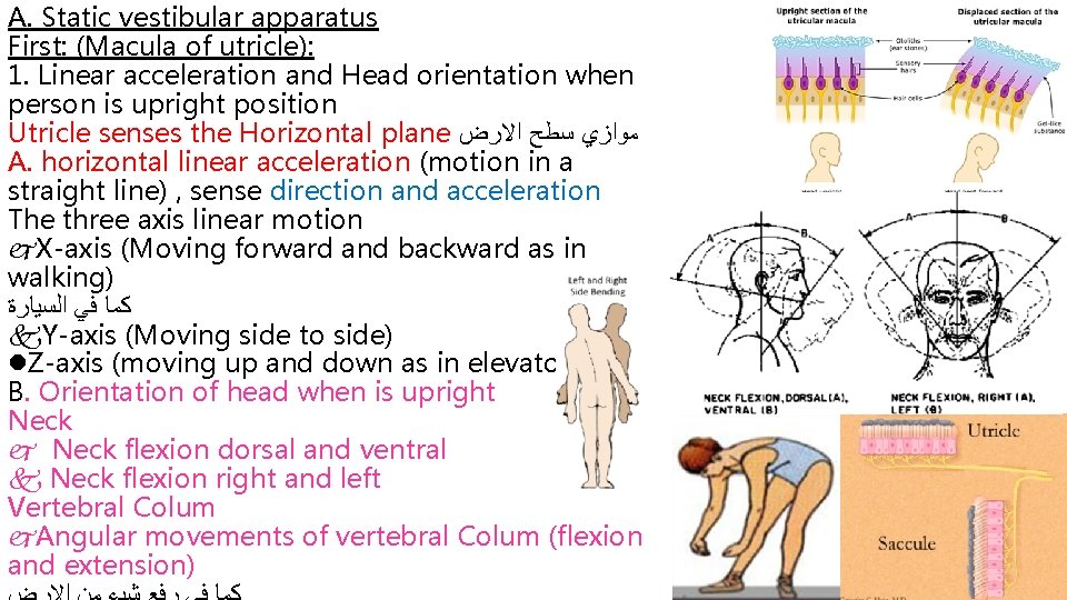 A. Static vestibular apparatus First: (Macula of utricle): 1. Linear acceleration and Head orientation
