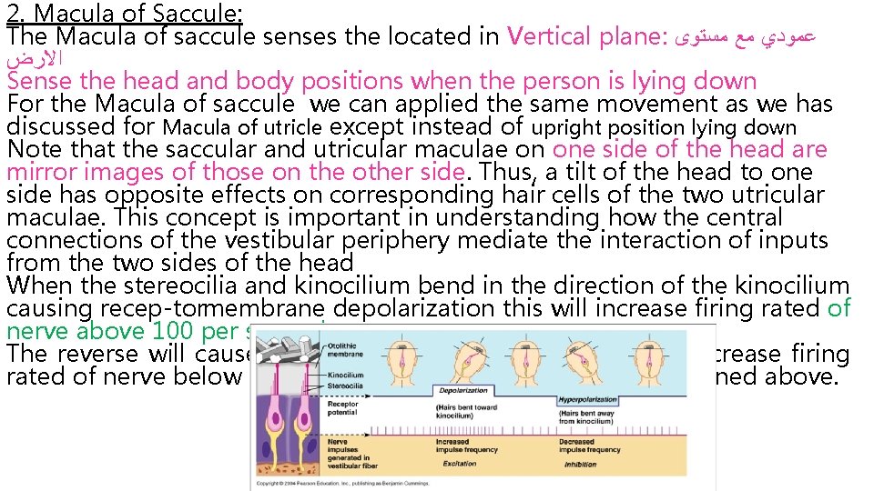 2. Macula of Saccule: The Macula of saccule senses the located in Vertical plane: